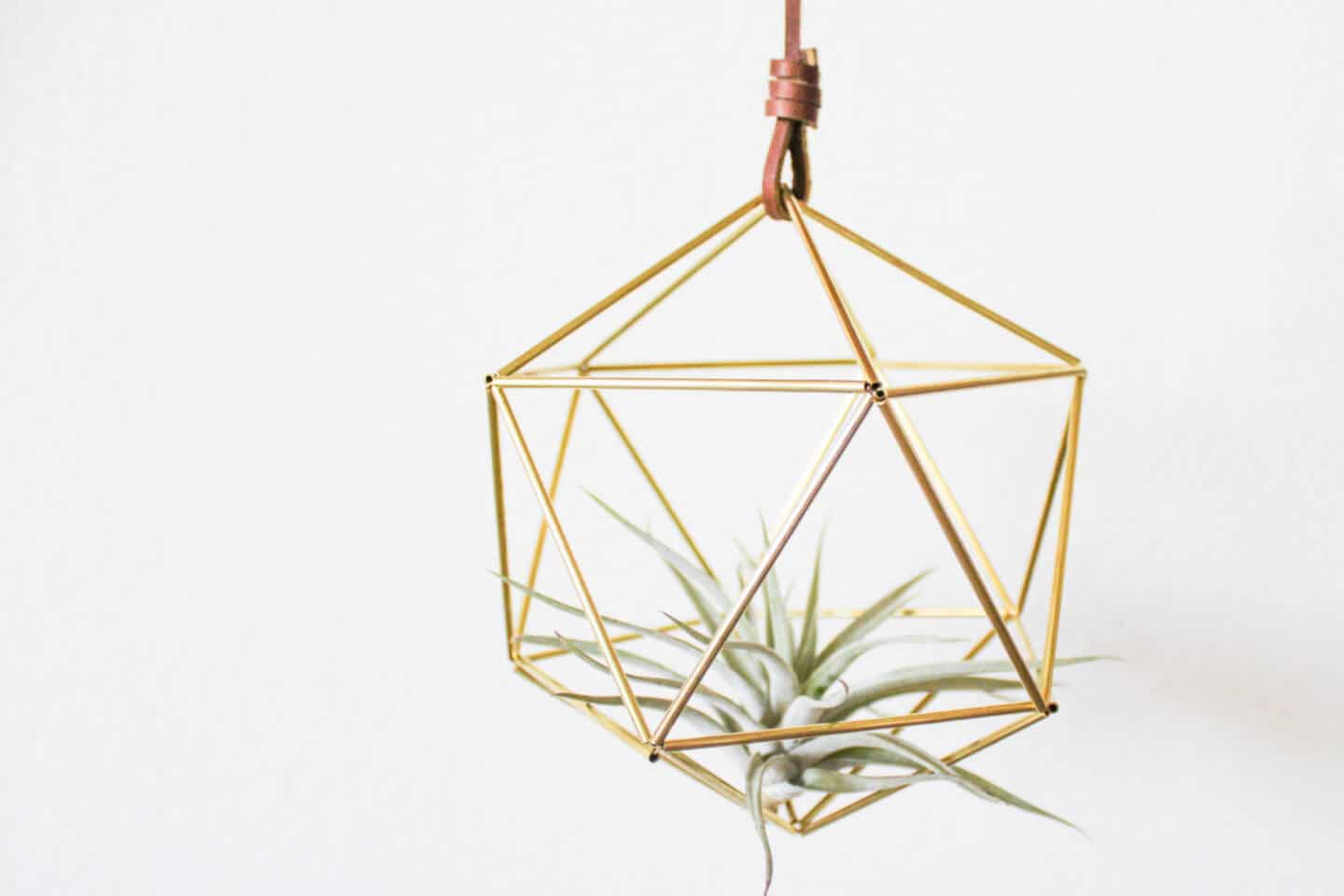 Air Plant Himmeli