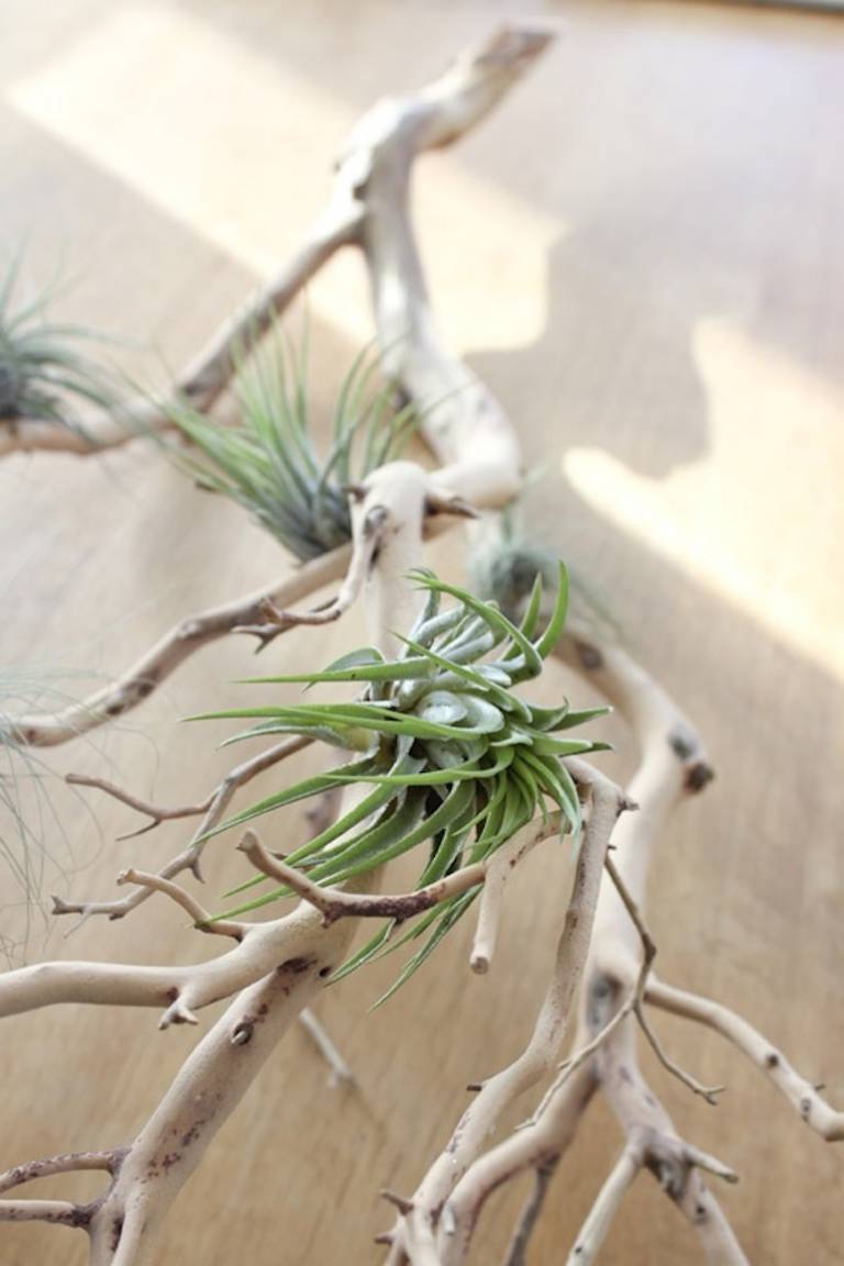 Ces plantes sans entretien // Hëllø Blogzine blog deco & lifestyle www.hello-hello.fr