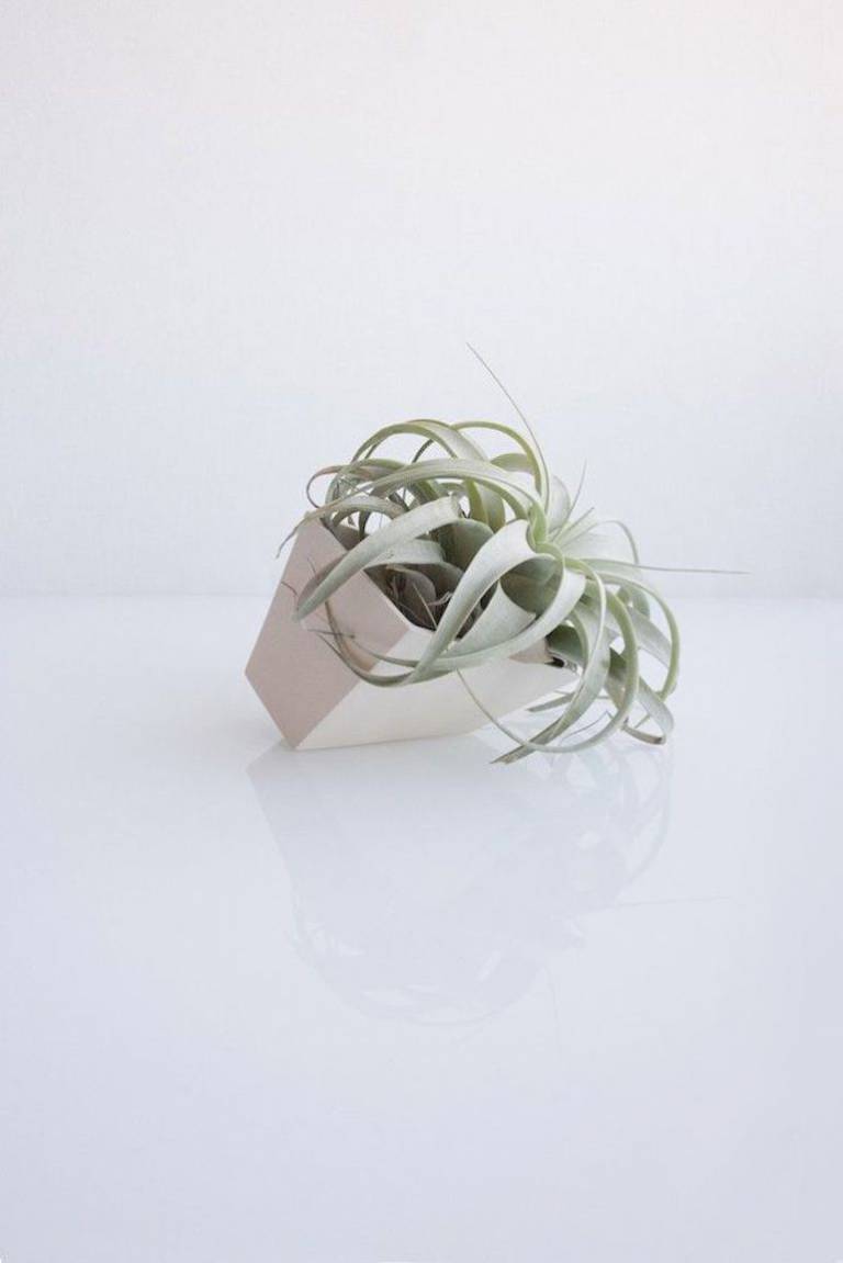 Ces plantes sans entretien // Hëllø Blogzine blog deco & lifestyle www.hello-hello.fr Ces plantes sans entretien // Hëllø Blogzine blog deco & lifestyle www.hello-hello.fr