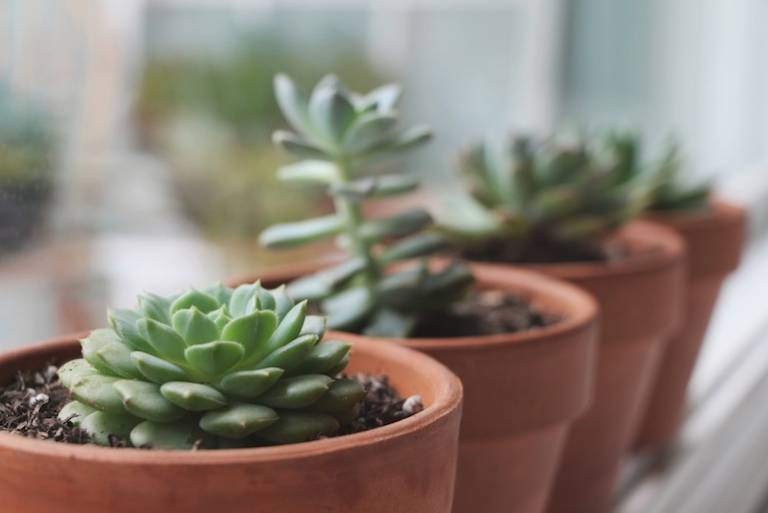 Ces plantes sans entretien // Hëllø Blogzine blog deco & lifestyle www.hello-hello.fr