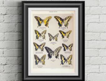 Butterfly Poster Vintage