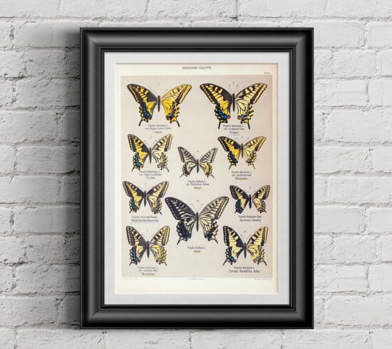 Butterfly Poster Vintage