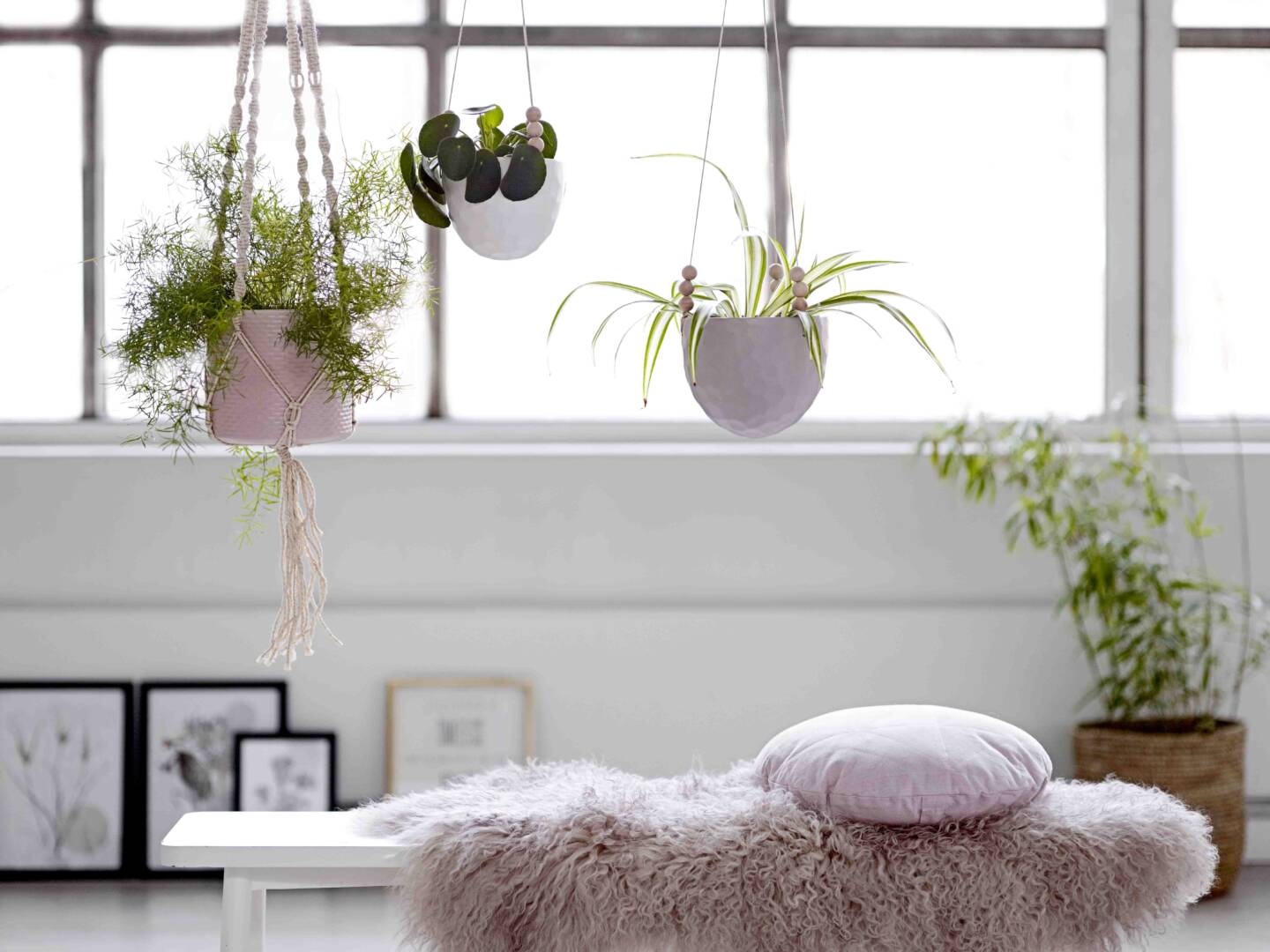 plante-suspendue