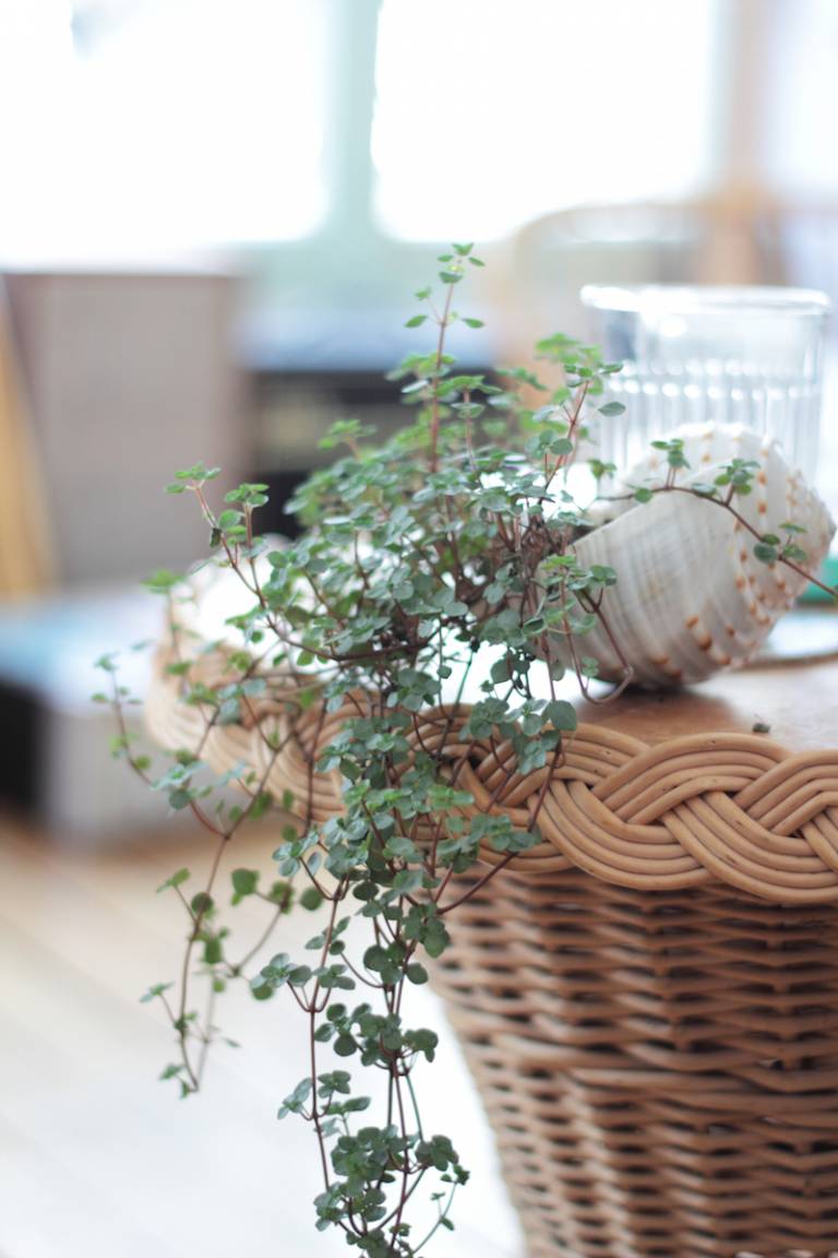 Appartement Parisien Oasis Urbaine // Hëllø Blogzine blog deco & lifestyle www.hello-hello.fr #green #urbanjungle