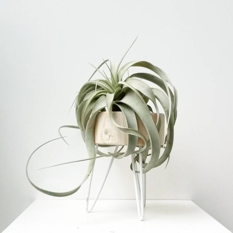 It-Plants Plantes Vertes OriginalesAirplant // Hëllø Blogzine blog deco & lifestyle www.hello-hello.fr #airplant #tillandsias