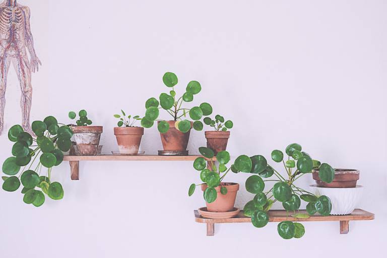 Pilea Plantes d'intérieur déco // Hëllø Blogzine blog deco & lifestyle www.hello-hello.fr