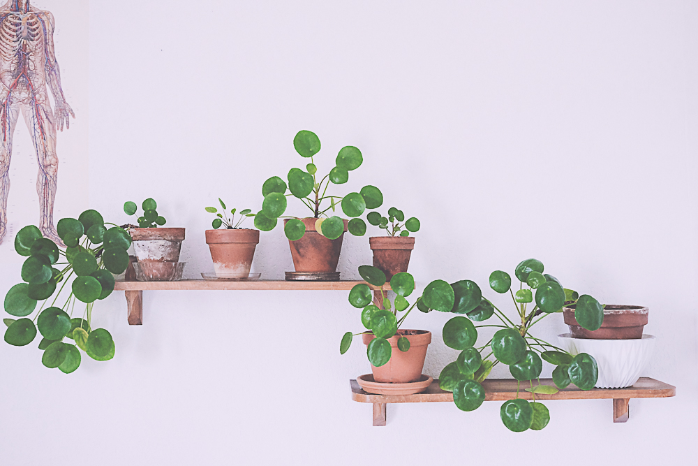 Pilea Plantes d'intérieur déco // Hëllø Blogzine blog deco & lifestyle www.hello-hello.fr