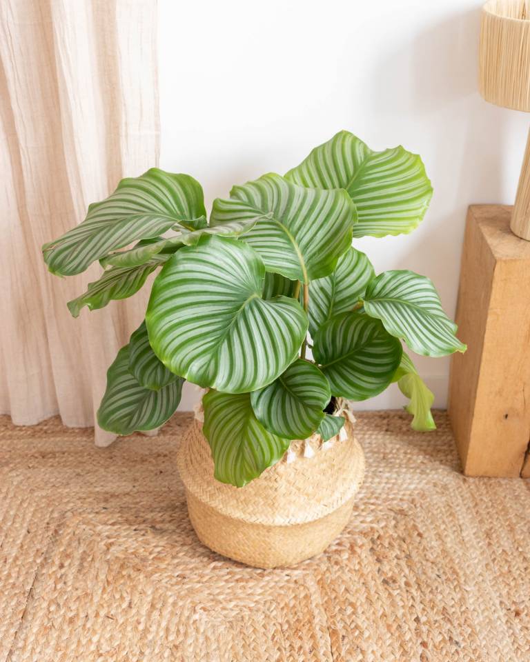 Plantes d'intérieur qui poussent vite // Hellø Blogzine blog deco & lifestyle www.hello-hello.fr