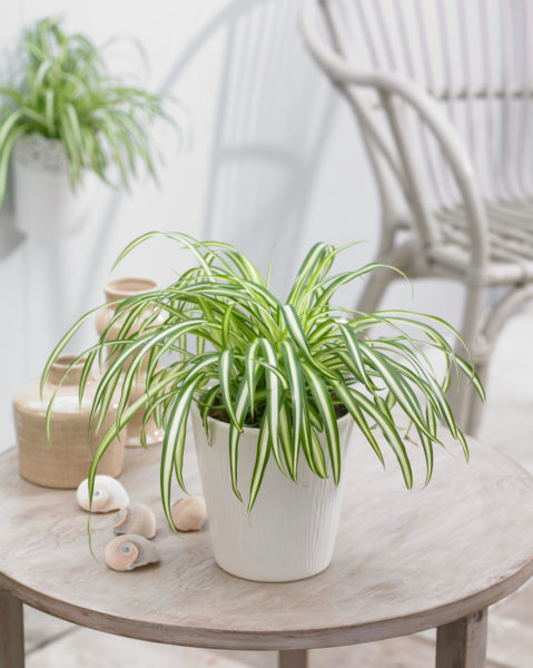 Plantes d'intérieur qui poussent vite // Hellø Blogzine blog deco & lifestyle www.hello-hello.fr