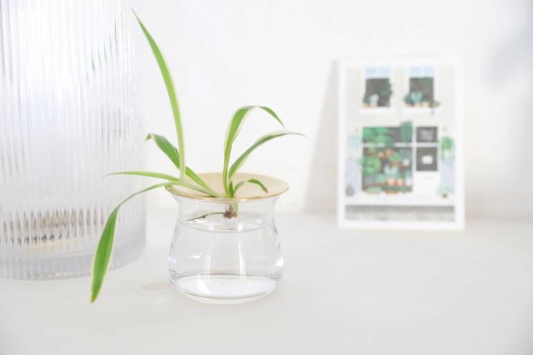 Comment bouturer des plantes d'intérieur ? // Hellø Blogzine blog deco & lifestyle www.hello-hello.fr