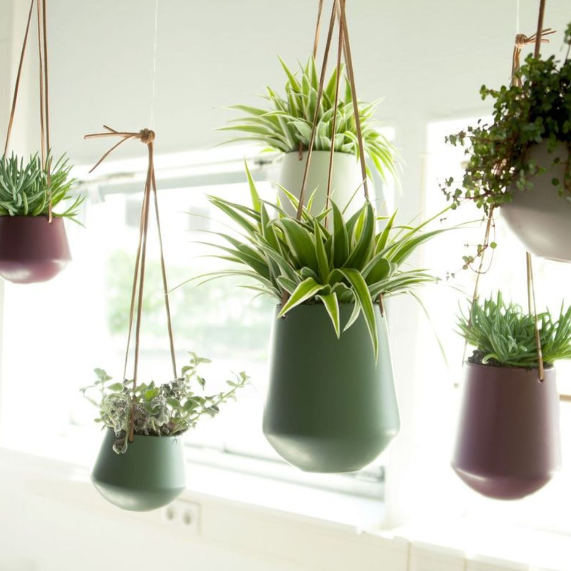 Tout savoir sur les plantes suspendues // Hellø Blogzine